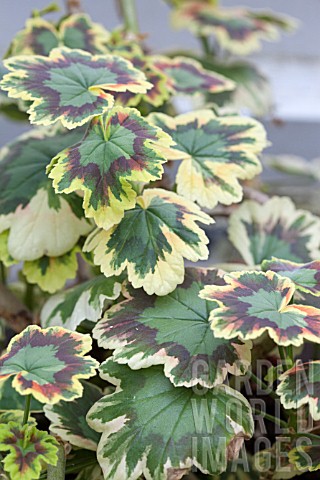 PELARGONIUM_MRS_POLLOCK