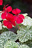 PELARGONIUM WANTIRNA