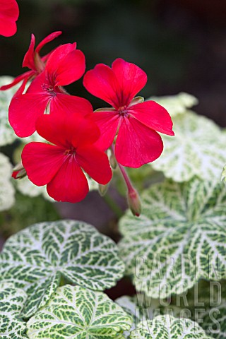 PELARGONIUM_WANTIRNA