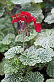 PELARGONIUM WANTIRNA