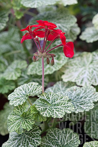 PELARGONIUM_WANTIRNA