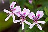 PELARGONIUM MABEL GREY