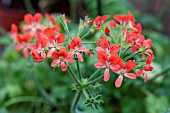 PELARGONIUM STIPULACEUM (ORANGE-FORM)