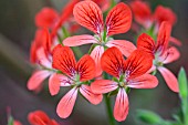 PELARGONIUM STIPULACEUM (ORANGE-FORM)