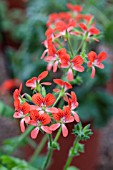 PELARGONIUM STIPULACEUM (ORANGE-FORM)