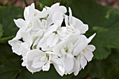 PELARGONIUM GLACIS