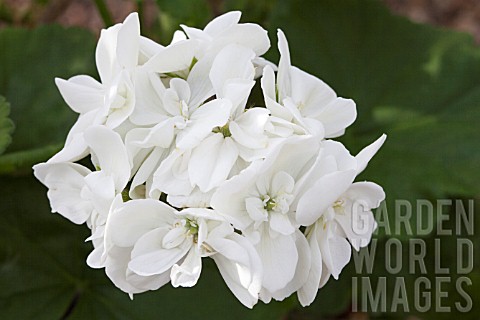 PELARGONIUM_GLACIS