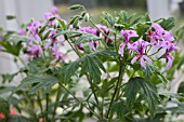 PELARGONIUM MABEL GREY