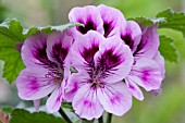 PELARGONIUM ORSETT