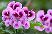 PELARGONIUM ORSETT