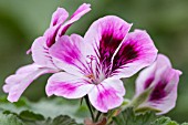 PELARGONIUM ORSETT