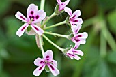 PELARGONIUM FRAGRANS VARIEGATUM