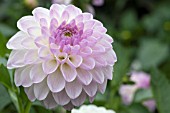 DAHLIA ABBIE