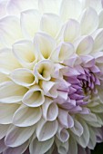 DAHLIA ABBIE