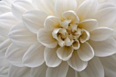 DAHLIA WHITE BALLERINA