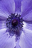 ANEMONE CORONARIA,  WINDFLOWER,  APRIL