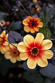 DAHLIA MOONFIRE