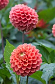 DAHLIA JOMANDA