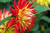 DAHLIA WESTON SPANISH DANCER