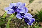 ANEMONE CORONARIA,  WINDFLOWER,  APRIL