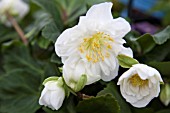 HELLLEBORUS ASHWOOD GARDEN HYBRIDS GOLD COLLECTION, HGC SNOW FRILLS