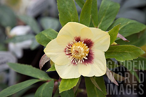 HELLLEBORUS_ASHWOOD_GARDEN_HYBRIDS