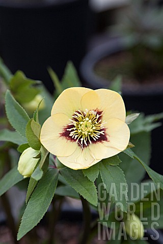 HELLLEBORUS_ASHWOOD_GARDEN_HYBRIDS