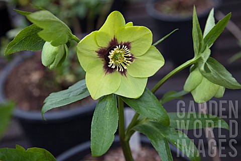 HELLLEBORUS_ASHWOOD_GARDEN_HYBRIDS