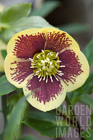 HELLLEBORUS_ASHWOOD_GARDEN_HYBRIDS