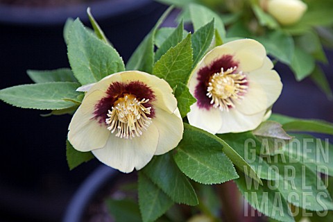 HELLLEBORUS_ASHWOOD_GARDEN_HYBRIDS