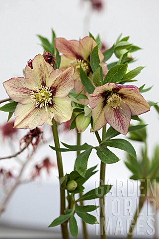 HELLLEBORUS_ASHWOOD_GARDEN_HYBRIDS