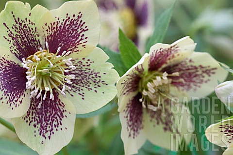 HELLLEBORUS_ASHWOOD_GARDEN_HYBRIDS