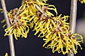 HAMAMELIS X INTERMEDIA ARNOLD PROMISE