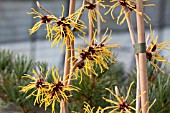 HAMAMELIS X INTERMEDIA BARMSTEDT GOLD