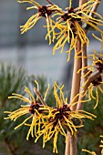 HAMAMELIS X INTERMEDIA BARMSTEDT GOLD