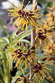 HAMAMELIS X INTERMEDIA BARMSTEDT GOLD