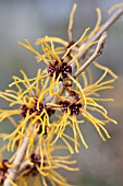 HAMAMELIS X INTERMEDIA BARMSTEDT GOLD