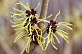 HAMAMELIS X INTERMEDIA PALLIDA