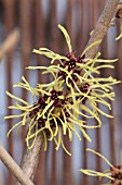 HAMAMELIS X INTERMEDIA PALLIDA