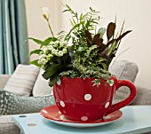 RED SPOTTED TEA CUP PLANTER, PLANTED WITH KALANCHOE, CALATHEA, IVY, CHAMAEDOREA ELEGANS, SPATHIPHYLLUM WALLISII, IN MODERN HOME
