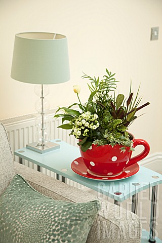 RED_SPOTTED_TEA_CUP_PLANTER_PLANTED_WITH_KALANCHOE_CALATHEA_IVY_CHAMAEDOREA_ELEGANS_SPATHIPHYLLUM_WA