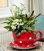 RED SPOTTED TEA CUP PLANTER, PLANTED WITH KALANCHOE, CALATHEA, IVY, CHAMAEDOREA ELEGANS, SPATHIPHYLLUM WALLISII, IN MODERN HOME