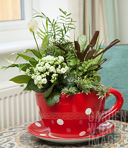 RED_SPOTTED_TEA_CUP_PLANTER_PLANTED_WITH_KALANCHOE_CALATHEA_IVY_CHAMAEDOREA_ELEGANS_SPATHIPHYLLUM_WA