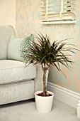 DRACAENA MARGINATA WITH TWISTED STEMS IN MODERN HOME