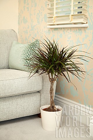 DRACAENA_MARGINATA_WITH_TWISTED_STEMS_IN_MODERN_HOME