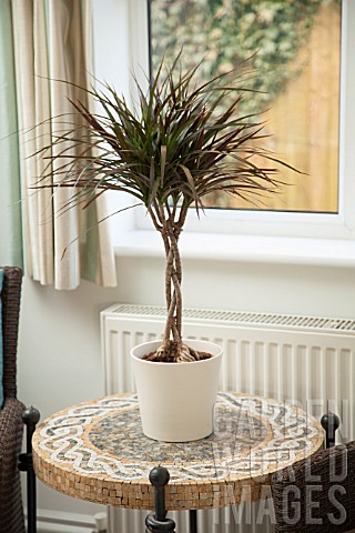 DRACAENA_MARGINATA_WITH_TWISTED_STEMS_IN_MODERN_HOME