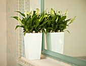 SPATHIPHYLLUM WALLISII, PEACE LILY, IN MODERN HOME