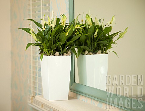 SPATHIPHYLLUM_WALLISII_PEACE_LILY_IN_MODERN_HOME