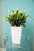 SPATHIPHYLLUM WALLISII, PEACE LILY, IN MODERN HOME