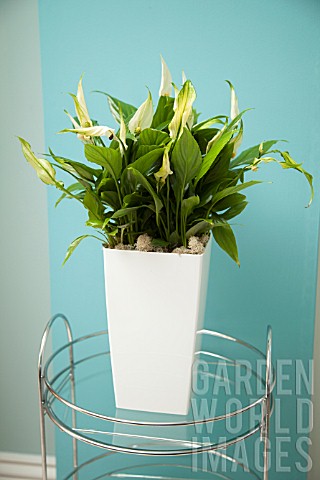 SPATHIPHYLLUM_WALLISII_PEACE_LILY_IN_MODERN_HOME